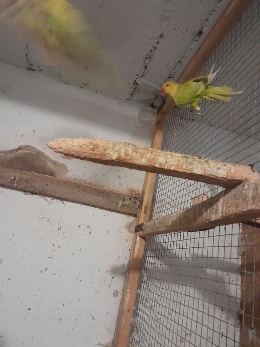 Aleksandretta obroźna