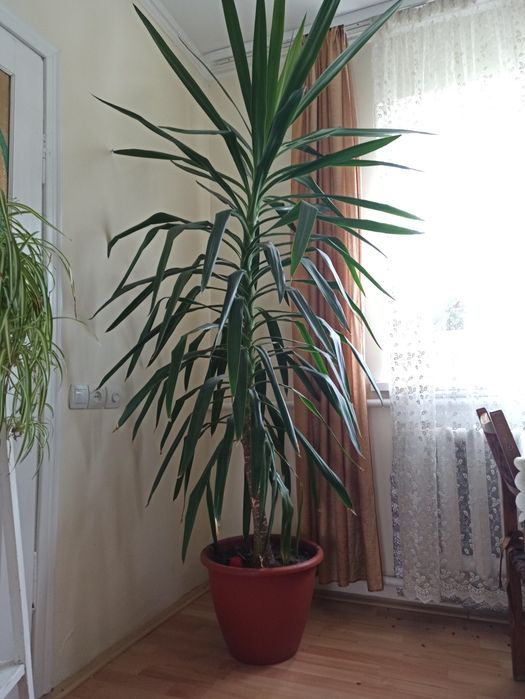 Вазони високі 2,3 м