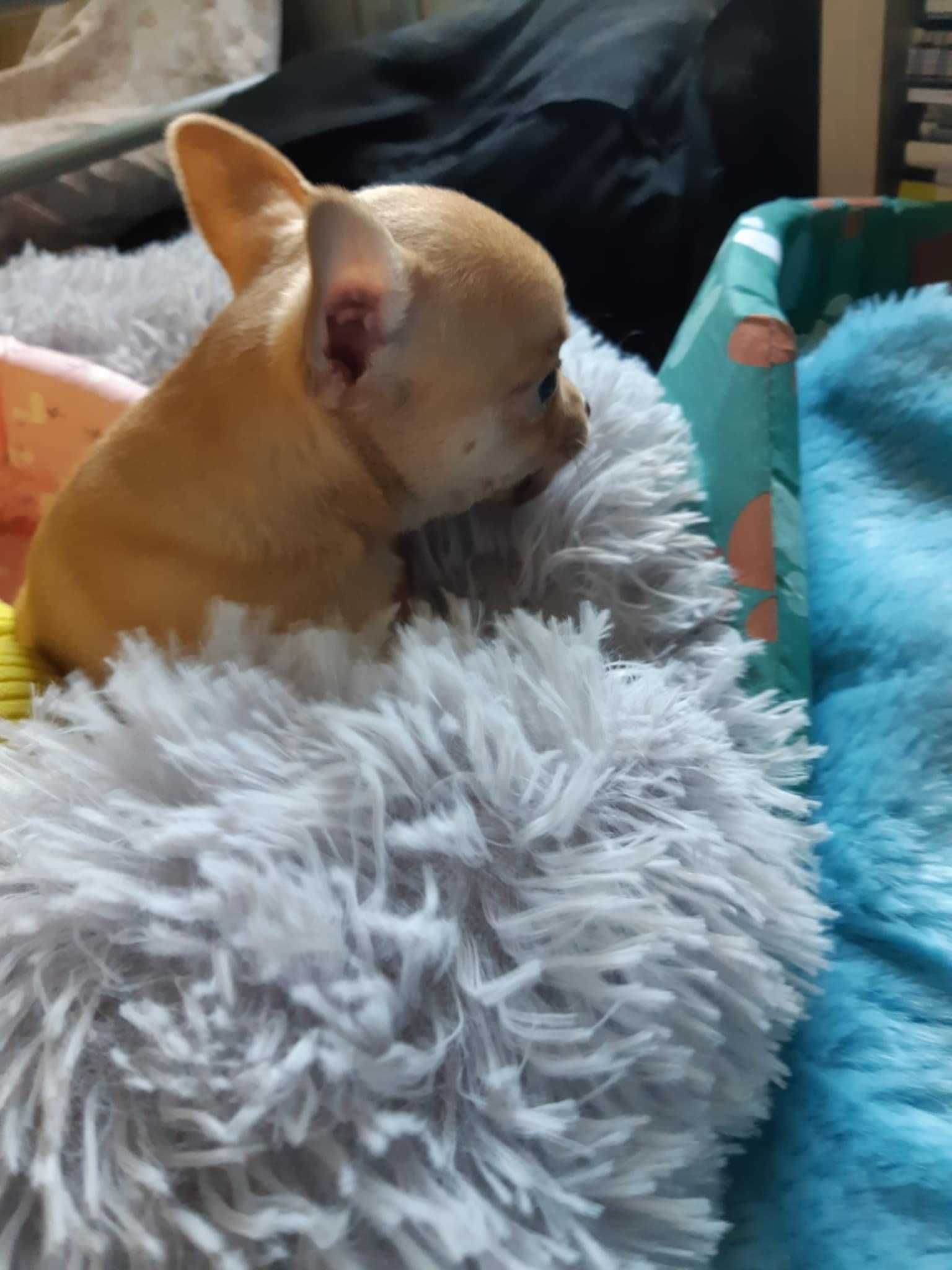 Piesek chihuahua krótkowłosy z badaniem głowy i serca