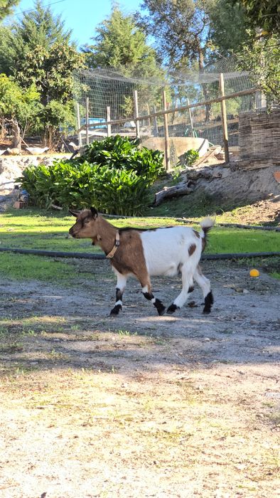 MICRO anãs, casal jovem
