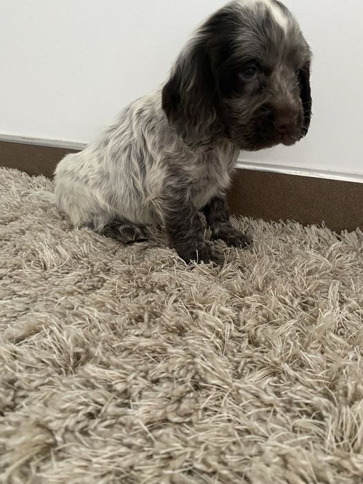Piękny szczeniaczek cocker spaniel angielski