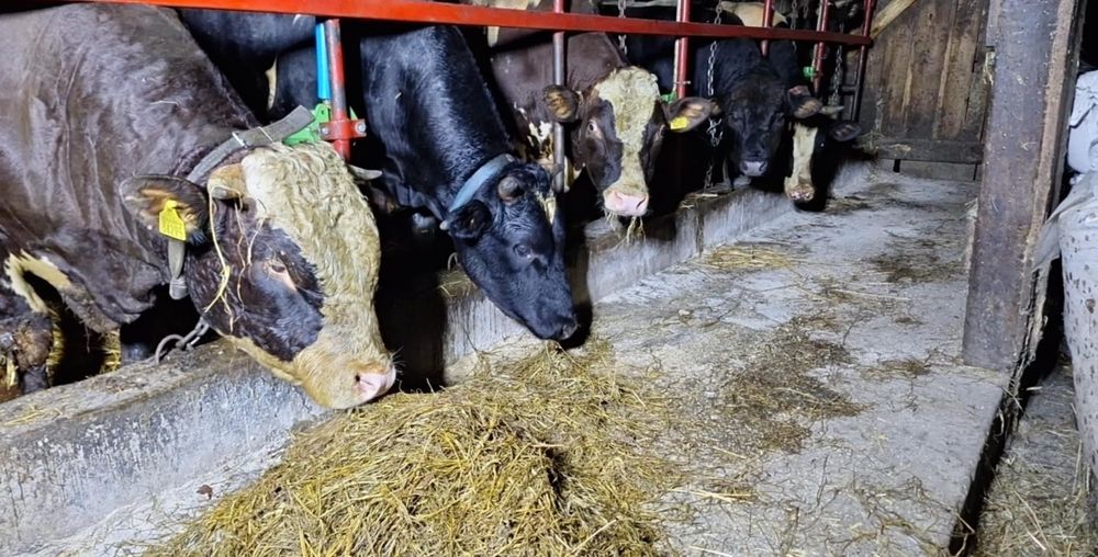 Byki Dorosłe  Bydło