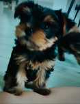 Yorkshire terrier - uroczy chłopczyk!