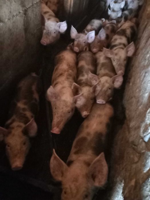 Vendo leitões para criar