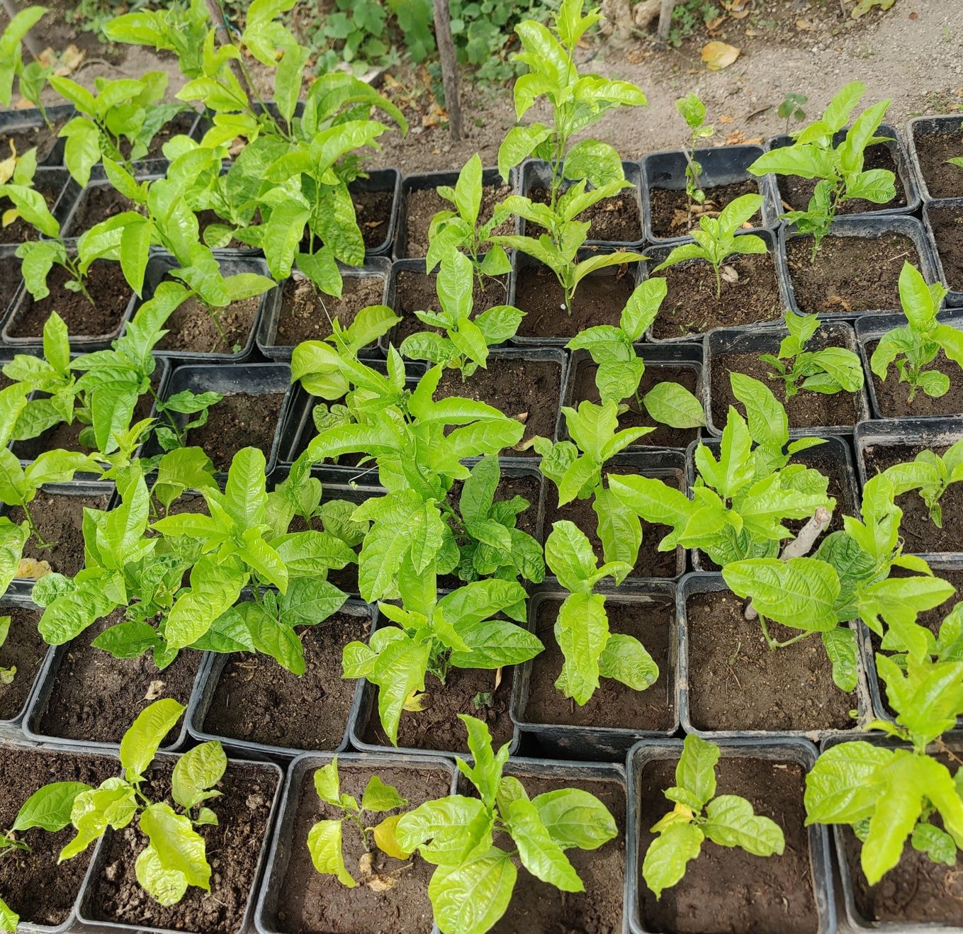 Plantas maracujá roxo