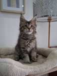 Gatinha Maine Coon com Lop