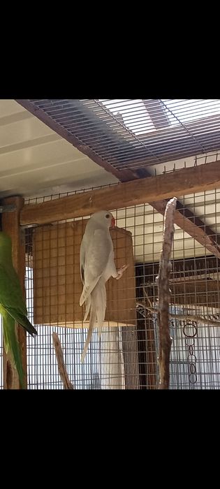 Ring necks fêmea 2025