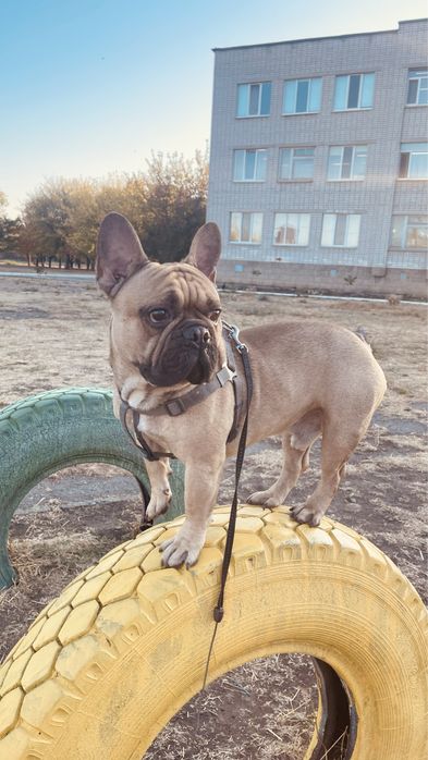 Вʼязка французького бульдога