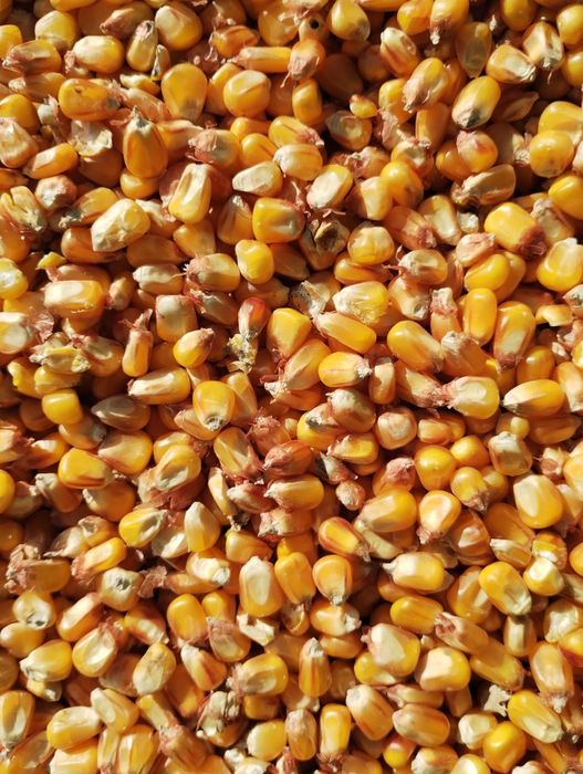 Kukurydza sucha drobna