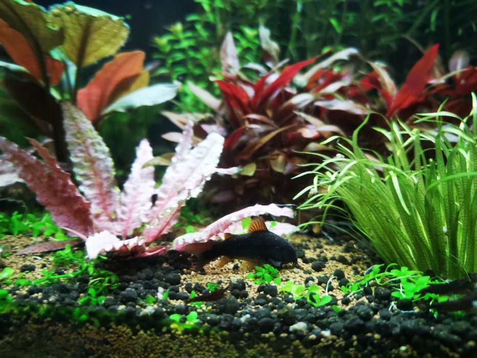 Codydoras black venezuela