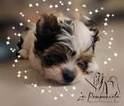 Biewer Yorkshire Terrier FCI