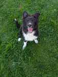 Sprzedam Border collie psa z rodowodem