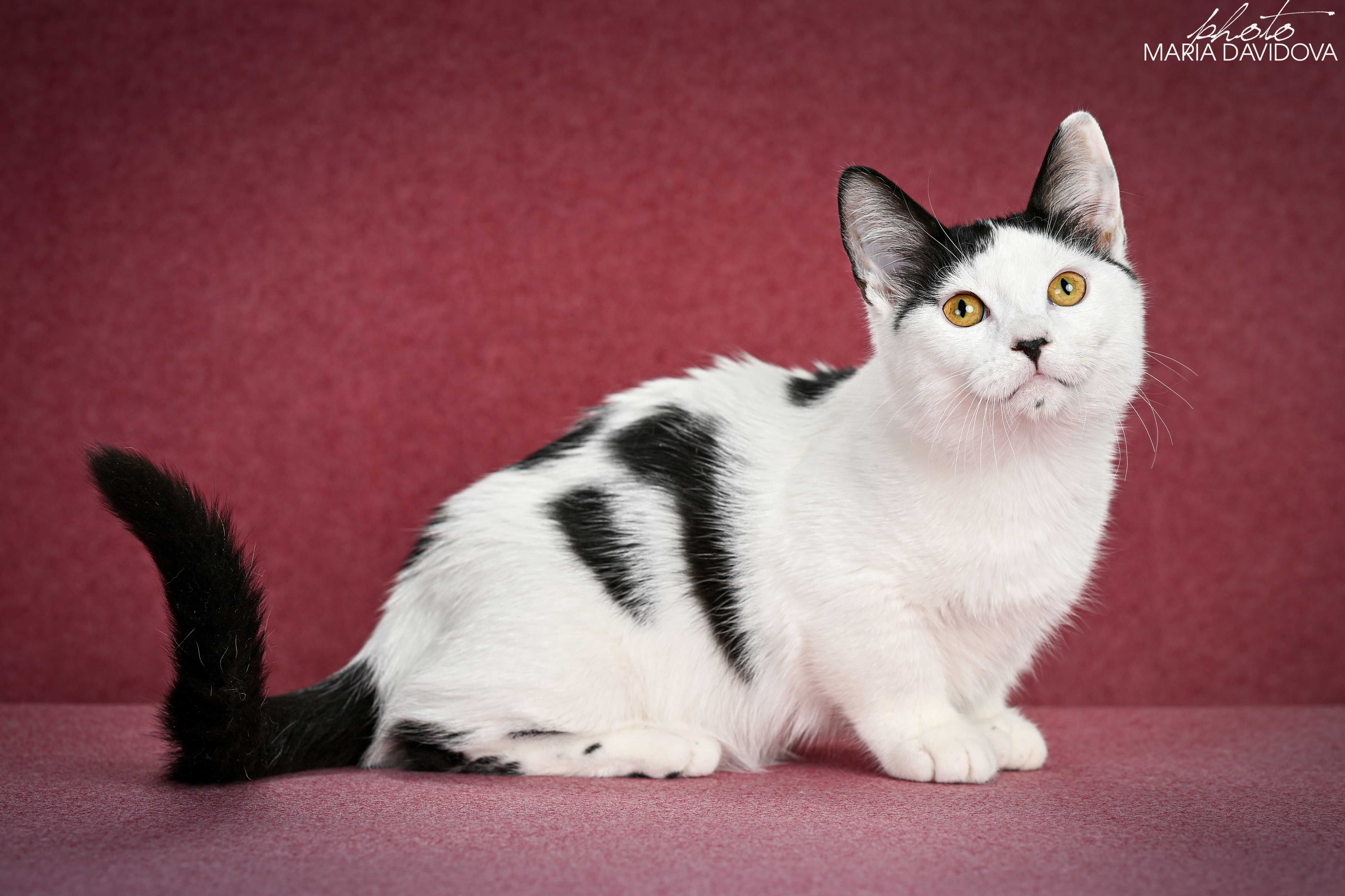 Котик, чье домашнее имя - Любчик ))