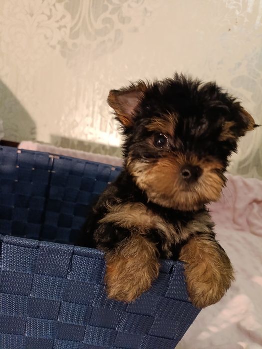 Мини щенки йоркширского терьера