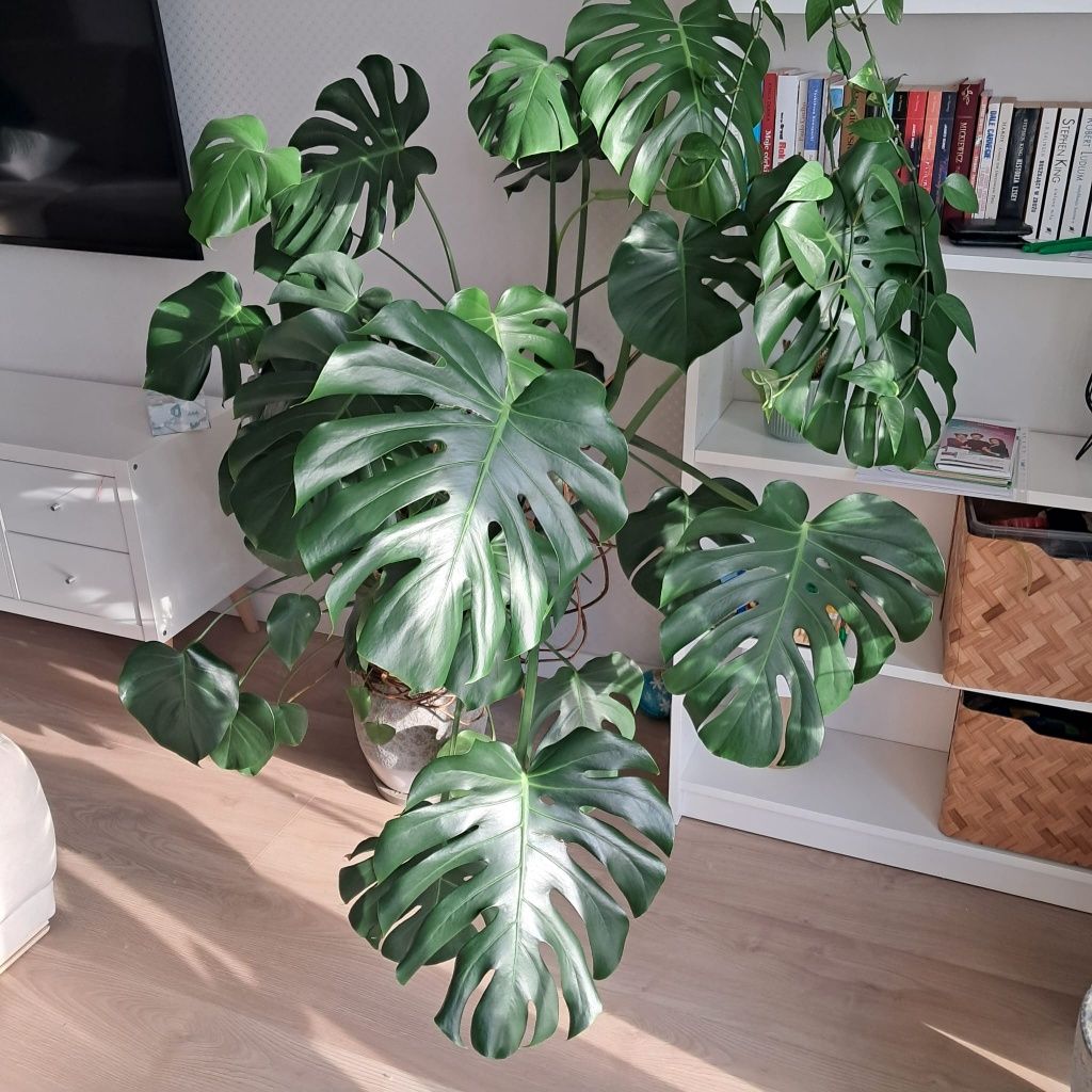 Monstera dziurawa