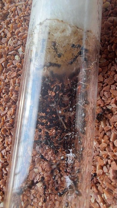 kolonia mrówek Aphaenogaster gibbosa