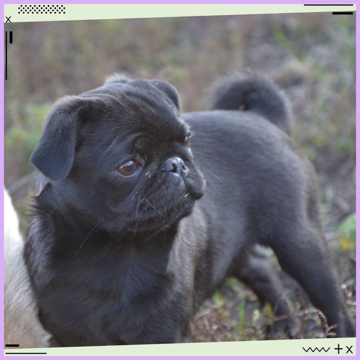 Розумне цуценятко