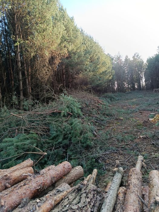 Oddam gałęzie na rębak