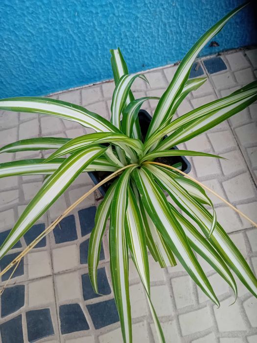 Planta aranha Chlorophytum Comosum