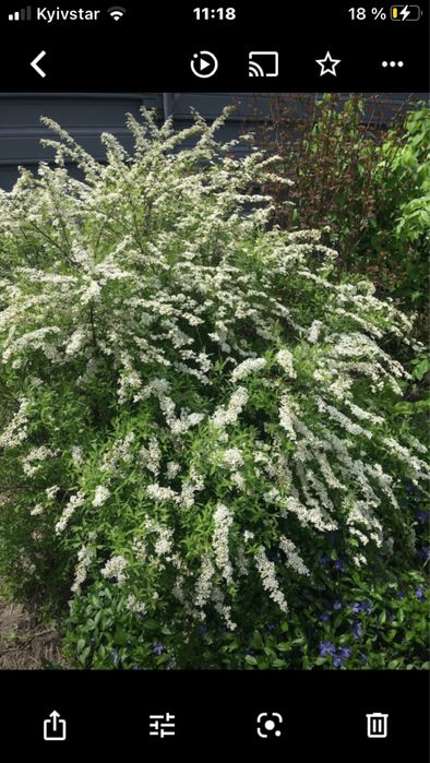 Многолетнее декоративное растение