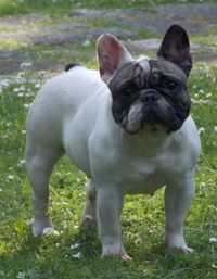 Bulldog francês fêmea adulta