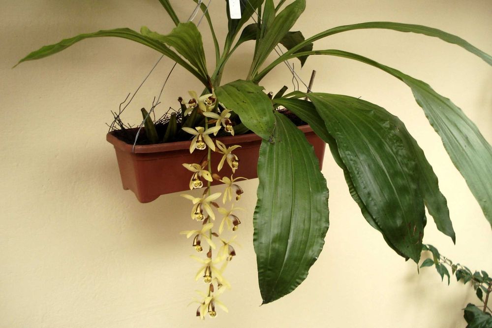 Orquídea de Colar, Orquídea de canela - Aromática