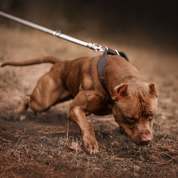 Імпортні пітбультерєри , пітбуль, Pitbull