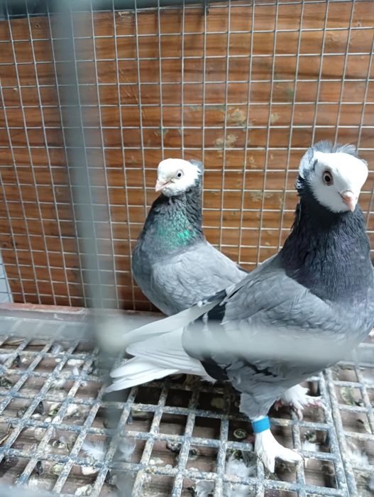 Gołębie białogłowki,  niebieski