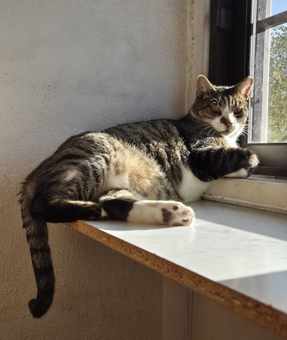 Gato sénior para adoção consciente