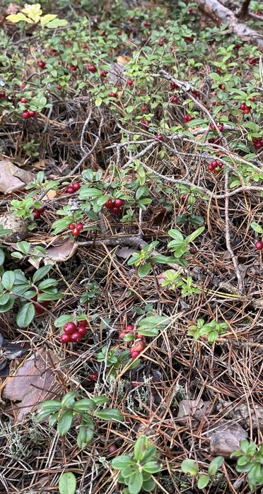 Borówka leśna brusznica