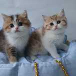 Если в доме есть котенок значит некогда Вам скучать. Котик котята Киев