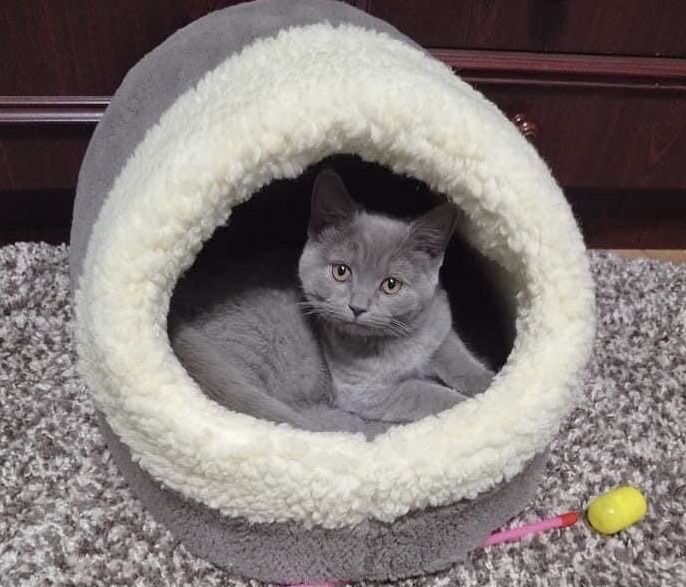 Хутряний будиночок домик лежак хатинка лежанка для котика собачки