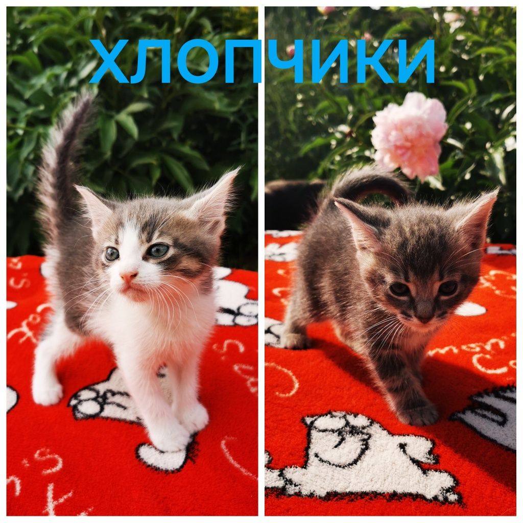 Кошенята шукають дім