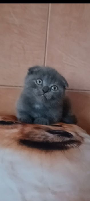Вислоухая девочка