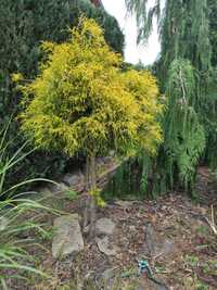 Thuja żółta ładnie poprowadzona