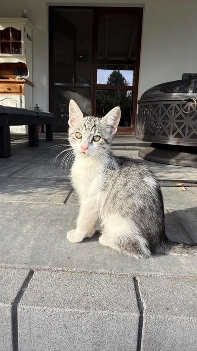 Koty 3-4 miesięczne do adopcji