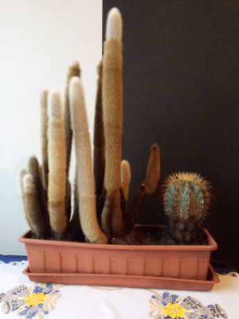 Kaktus - cały zestaw w skrzynce