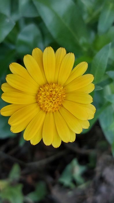 Календула нагідки квіти рослини