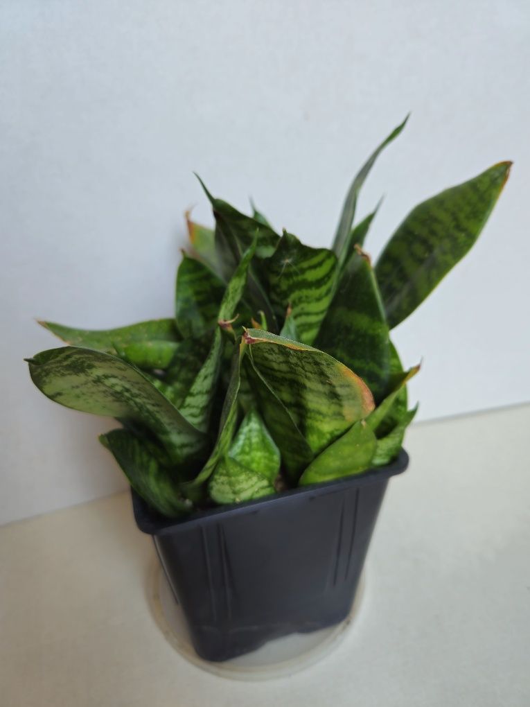Planta Espada de São Jorge em Vaso Plástico 10,5 cm