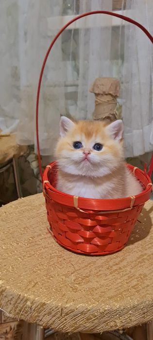 Золотая шиншилла Девочки и Мальчики