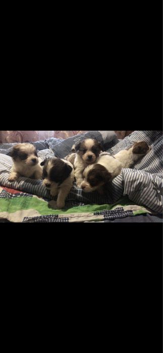 Продам собаченят!