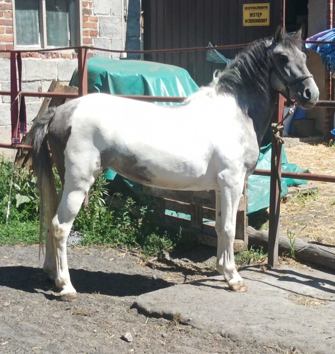 Sprzedam klacz pony