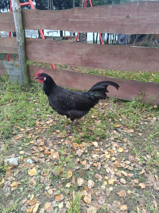 Młody Kogut Barbezieux