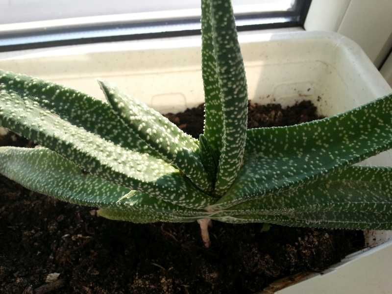 041. Gasteria sukulent, sukulenty, kaktus