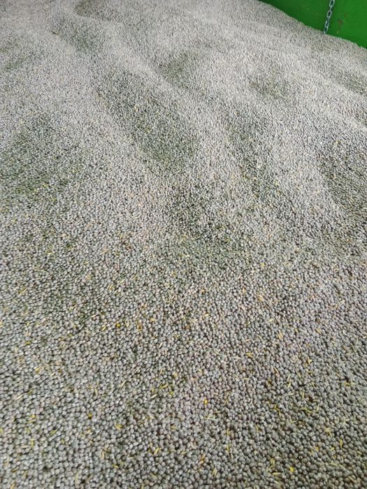 Łubin gorzki niebieski