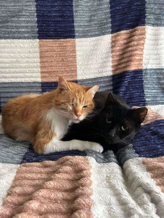 Łagodny, delikatny Bakuś do adopcji