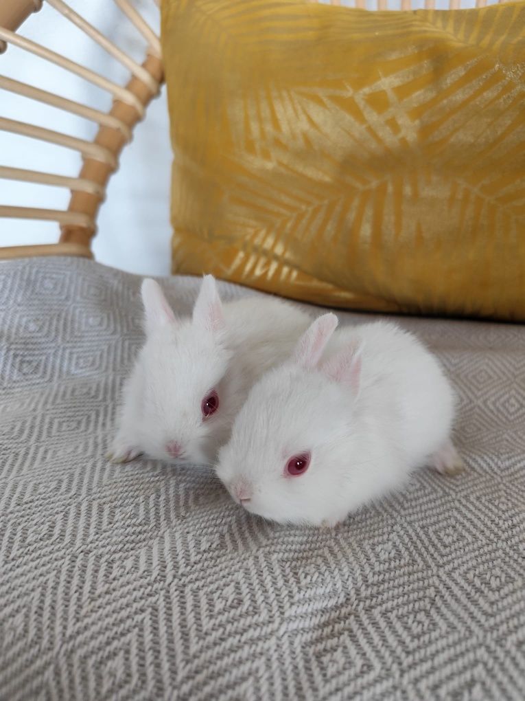 Coelhos  mini Toy holandês