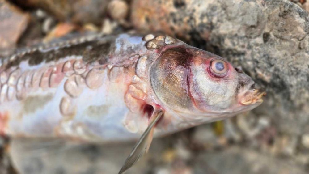 Karpie grudzień zarybianie hodowla