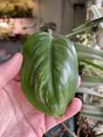 Scindapsus officinalis