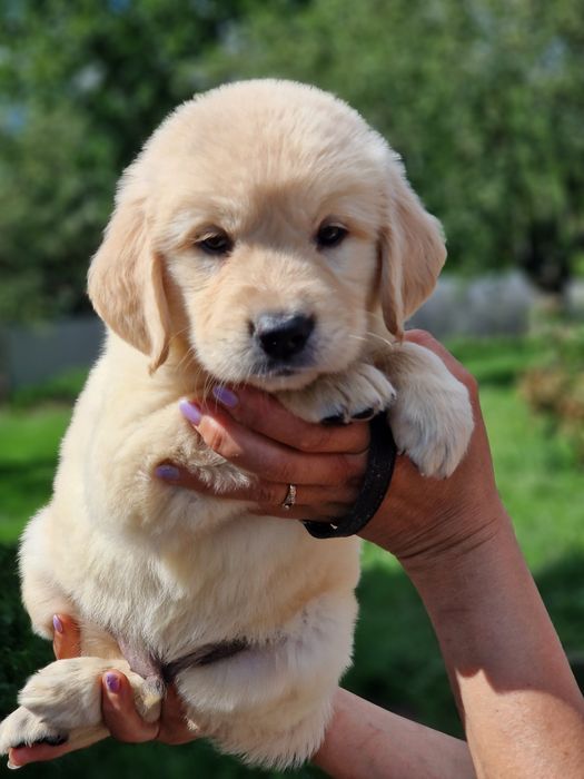 Золотистий ретривер дітвора